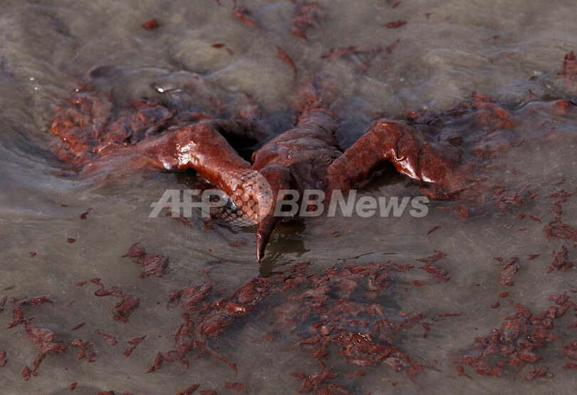 油まみれの鳥たち、メキシコ湾原油流出事故