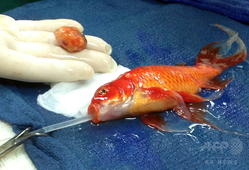 金魚の頭部から巨大腫瘍を除去 豪メルボルン 写真4枚 国際ニュース Afpbb News