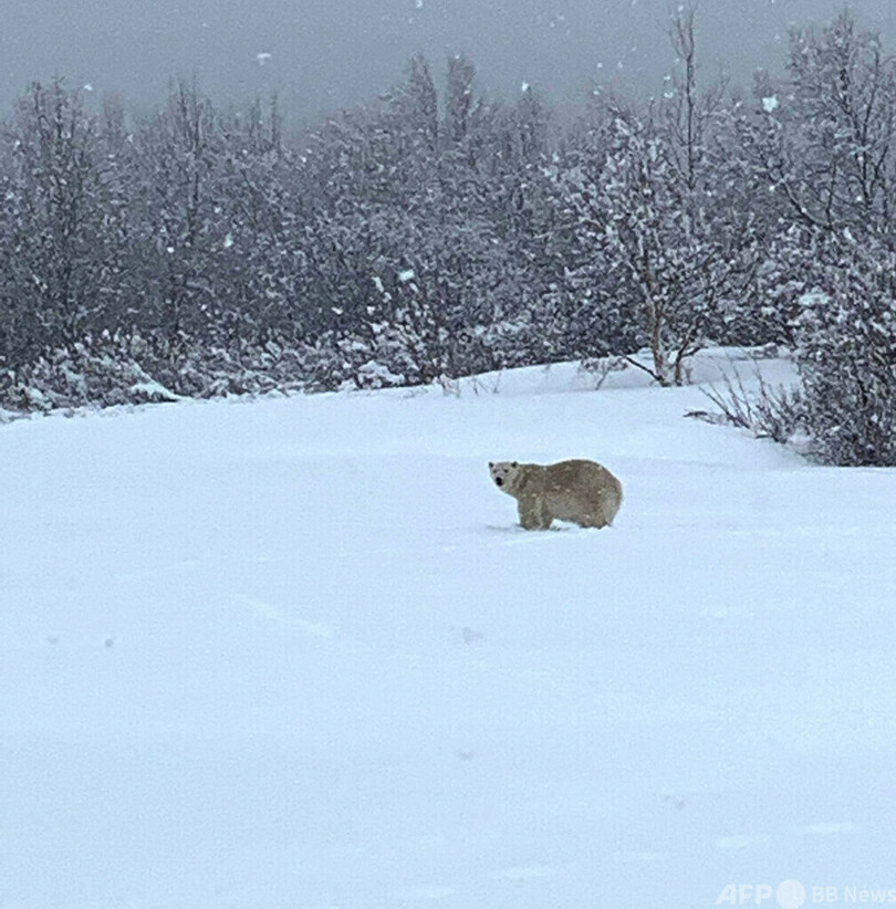 ホッキョクグマ出没 カナダ・ケベック州南東部
