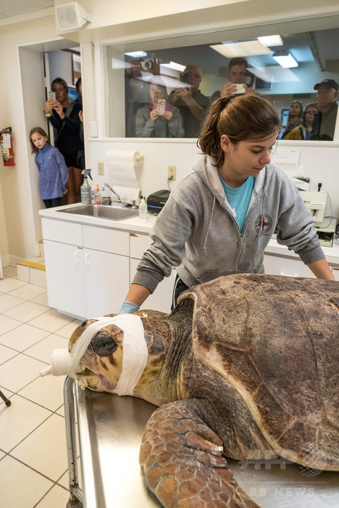 乳頭腫のウミガメ増加、対応に追われる米フロリダの「カメ病院」