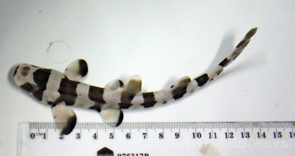 人工授精サメのふ化に成功、豪で初 人工授精サメのふ化に成功、豪で初