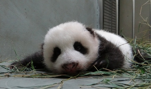 意外に鋭い？目を見開く赤ちゃんパンダの写真公開 台湾の動物園