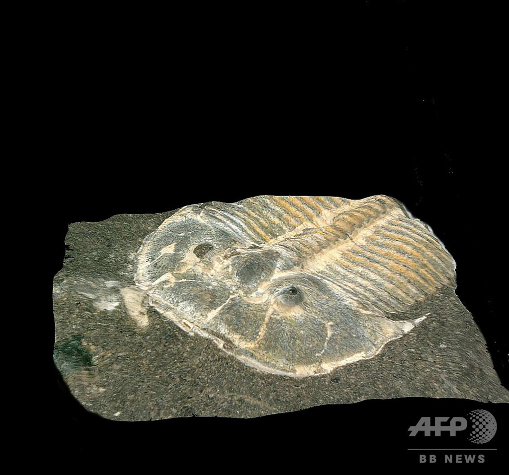 4億2900万年前の三葉虫 現代の昆虫のような視覚 研究 写真3枚 国際ニュース Afpbb News