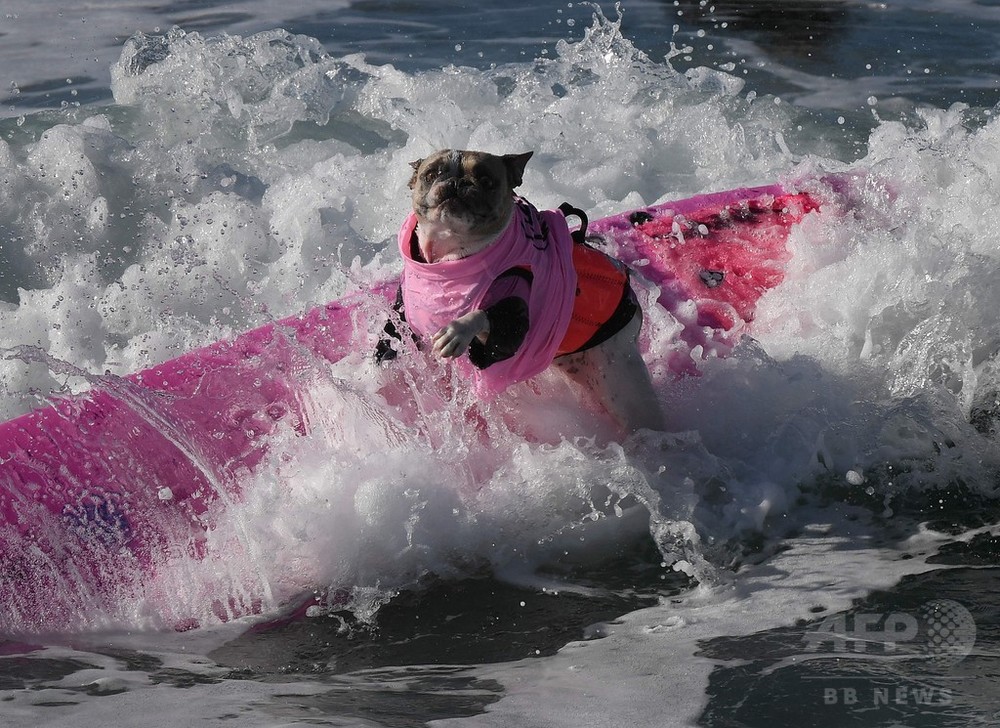 目指せ波乗りナンバーワン カリフォルニアで犬のサーフィン大会 写真6枚 国際ニュース Afpbb News