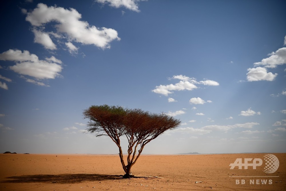 不毛の砂漠 に樹木18億本 衛星画像とディープラーニングで発見 アフリカ 写真1枚 国際ニュース Afpbb News