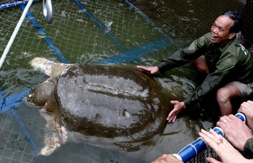 ベトナム 聖なる 巨大カメ死ぬ 写真1枚 国際ニュース Afpbb News