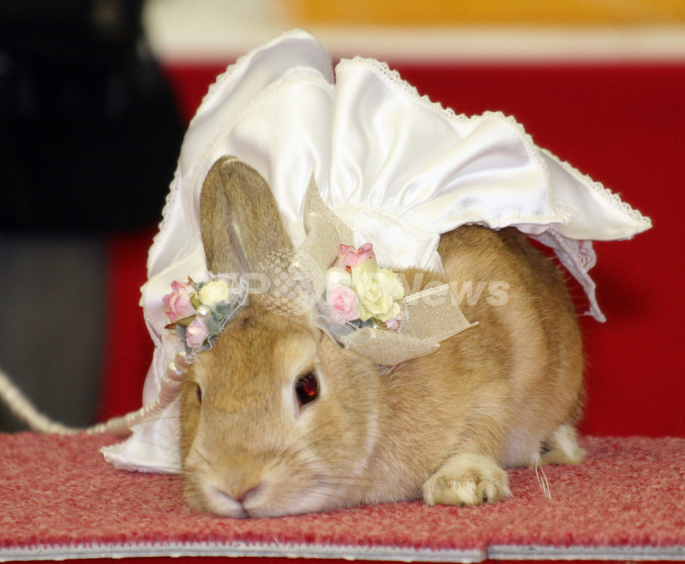 Заяц в платье