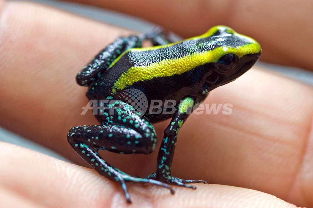 カエルと羊 ラニトメヤ・バリアビリス 