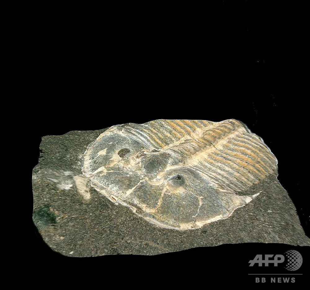 4億2900万年前の三葉虫、現代の昆虫のような視覚 研究 写真3枚 国際