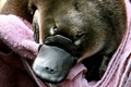 カモノハシの赤ちゃん（2005年9月30日撮影、資料写真）。(c)Greg WOOD / AFP