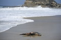 米カリフォルニア州ラグナビーチに漂着したアシカ（2015年3月30日撮影）。(c)AFP/ROBYN BECK