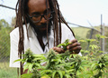 ジャマイカの首都キングストンにある西インド諸島大学で、大麻を栽培するマシェル・エマニュエル博士（2019年5月18日撮影）。(c)Angela Weiss / AFP