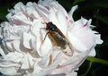米首都ワシントンの公園の花に止まったセミ（2004年5月16日撮影、資料写真）。(c)Alex Wong / GETTY IMAGES NORTH AMERICA / AFP
