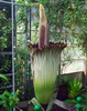 フランス西部の国立ブレスト植物園（Brest National Botanic Conservatory）で、世界最大の花、スマトラオオコンニャク（別名：ショクダイオオコンニャク、Amorphophallus titanum）の花が開き始めた。スマトラ（Sumatra）島の熱帯雨林に自生するこの花は著しい悪臭を放つことから「死体花」とも呼ばれる。フランスでスマトラオオコンニャクが見られるのはブレスト植物園だけ（2009年6月28日公開）。(c)AFP/CONSERVATOIRE BOTANIQUE NATIONALE DE BREST/LOIC RUELLAN