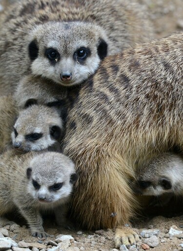 いつも一緒、ミーアキャットの親子 ドイツ 写真2枚 国際ニュース