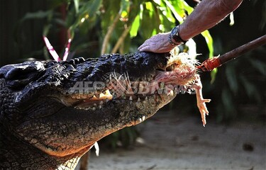 ワニ bumbutoys ワニの親子（小島・葦付） | 木のおもちゃ専門店 おもちゃ箱