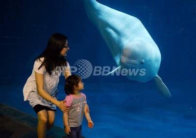 水族館に響く「謎の声」、シロイルカによる人の声まねと特定 米研究
