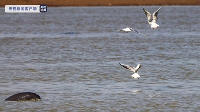 中国最大の淡水湖・鄱陽湖でスナメリと渡り鳥が餌をめぐってバトル