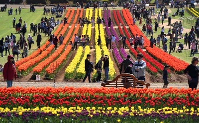 今が春、花咲き誇る「テッセラー・チューリップ・フェスティバル」 豪