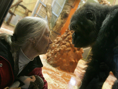 霊長類学者グドール博士、環境保護団体ルーツ&シューツ主催の会議に出席