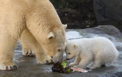 ホッキョクグマの赤ちゃんがお目見え 生後3か月 ウィーン
