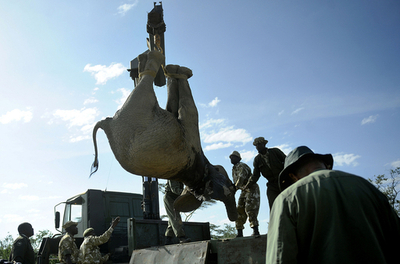 畑を荒らすゾウ50頭を国立保護区に移送、村人は興味津々 ケニア