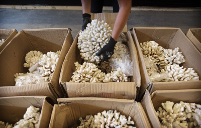 サンゴ2トンや動物の骨などの密輸品を押収 オランダ