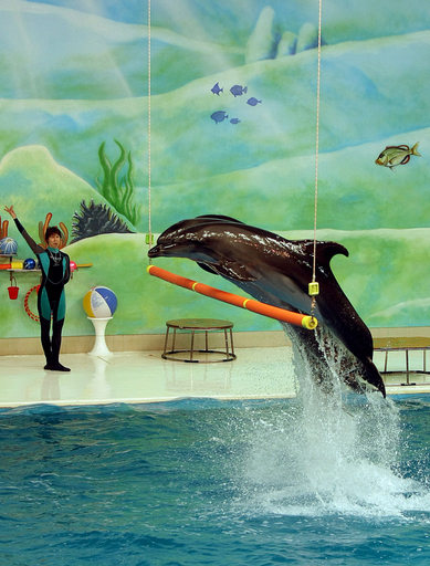 ドバイクリークのイルカ水族館