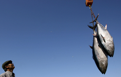 クロマグロ漁獲枠、2010年までに3割削減で合意 ICCAT