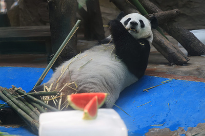 成都動物園、動物たちに夏の暑さ対策