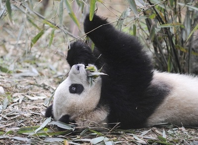 パンダに「食糧危機」、気候変動で竹消滅の恐れ 米中研究チーム