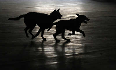 野犬の群れが襲撃、豪男性2人食べられる