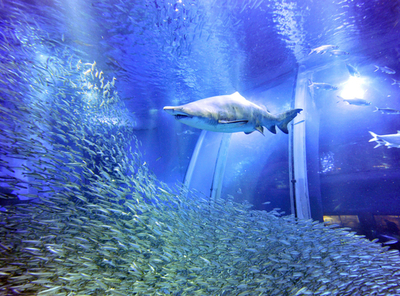 イワシ5万尾が大群泳、横浜・八景島シーパラダイス