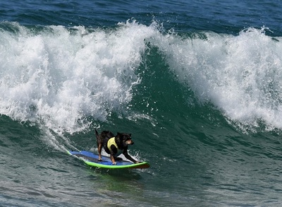 「波乗り犬」の熱い闘い、米カリフォルニアで犬のサーフィン大会