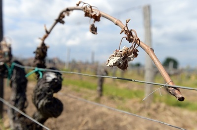 仏ボルドーのワイン、霜害で生産量4割減 戦後最低に