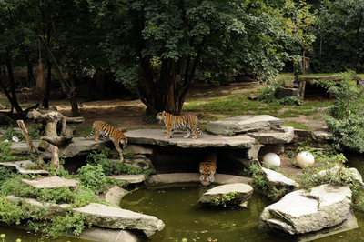 独動物園からトラが脱走、職員1人が襲われて死亡