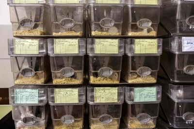 老化した細胞の除去で寿命が延長、マウス実験で確認