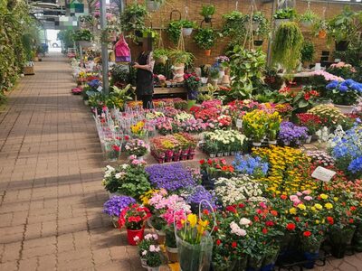 韓国・花市場、5月の書き入れ時に異変…カーネーションも値下げ販売