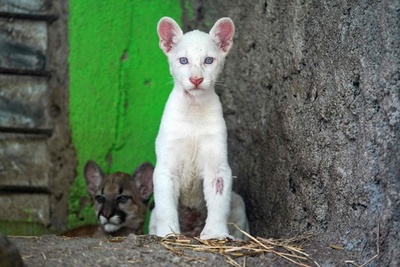 アルビノのピューマの赤ちゃん、生後4か月に ニカラグア