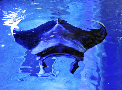 背中にハート模様、マンタのびのび泳ぐ