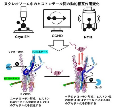 【横浜市立大学】ヘテロクロマチン形成促進の分子機構ヒストンH1の役割