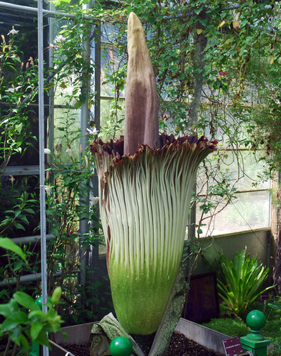スマトラオオコンニャクの開花、世界最大 フランス