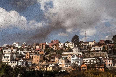 マダガスカル首都を覆う黒雲、イナゴの大群襲来