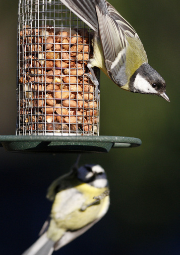 英国の野鳥のくちばし、庭の餌付けで適応進化か 研究