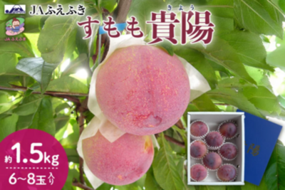 果汁あふれる贅沢な甘みのすもも「貴陽」　 産地直送通販サイト「ＪＡタウン」で予約販売中！