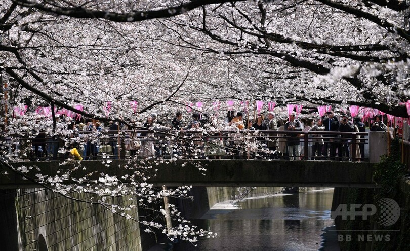 都内の桜が満開に