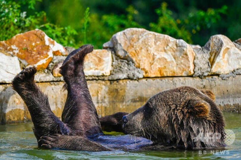 【今日の1枚】ザブンと水遊び、極楽～
