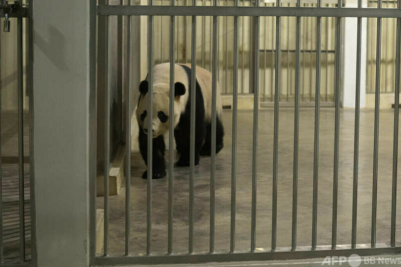 中国からパンダの「チェンシン」と「シャオユエ」がマレーシア到着