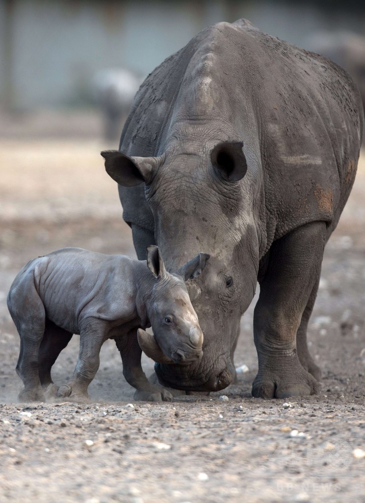 甘えん坊のシロサイの赤ちゃん、イスラエル