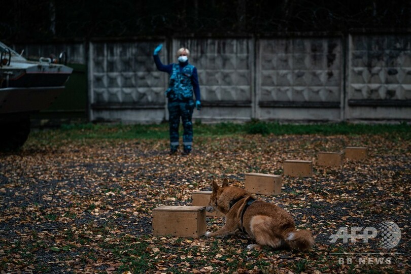 ロシア、コロナ感染過去最多に 航空大手は探知犬を訓練